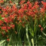 Crocosmia can be a very rewarding perennial to grow and produce stunning flowers. Learn how to grow crocosmia now from planting to dividing plants and more.