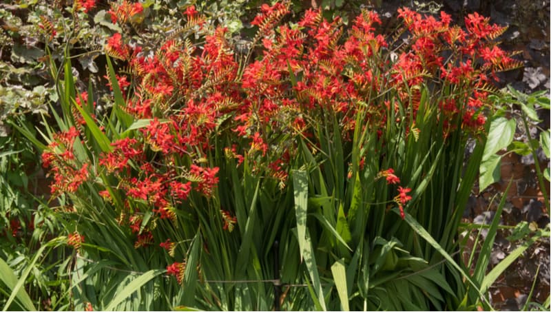 Crocosmia can be a very rewarding perennial to grow and produce stunning flowers. Learn how to grow crocosmia now from planting to dividing plants and more.