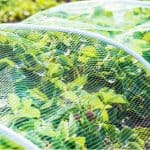 How to keep pests off strawberries