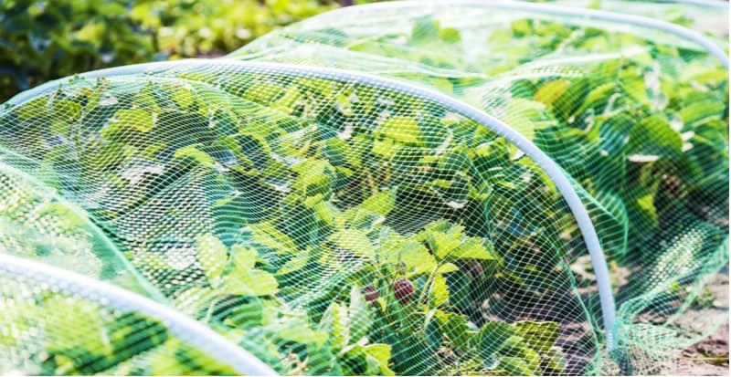 How to keep pests off strawberries