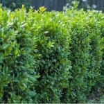 In this guide, we discuss how to plant a new Buxus hedge from choosing between bare root and potted box plamts and even instant hedges. Learn how to plant now