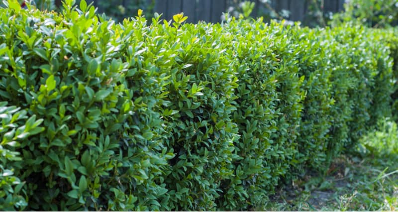 How To Plant A Buxus Hedge Bare Root And Potted Box Uk