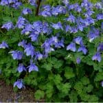 Learn how to plant and grow Aquilegias commonly known as columbine and learn everything from planting to propagation and more.