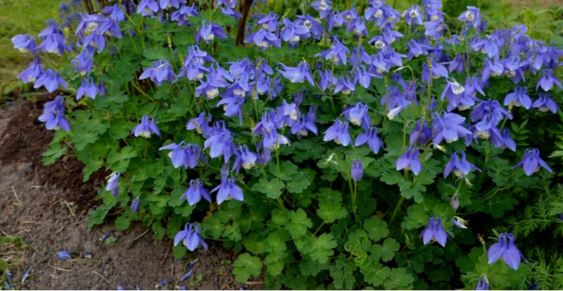 Learn how to plant and grow Aquilegias commonly known as columbine and learn everything from planting to propagation and more.