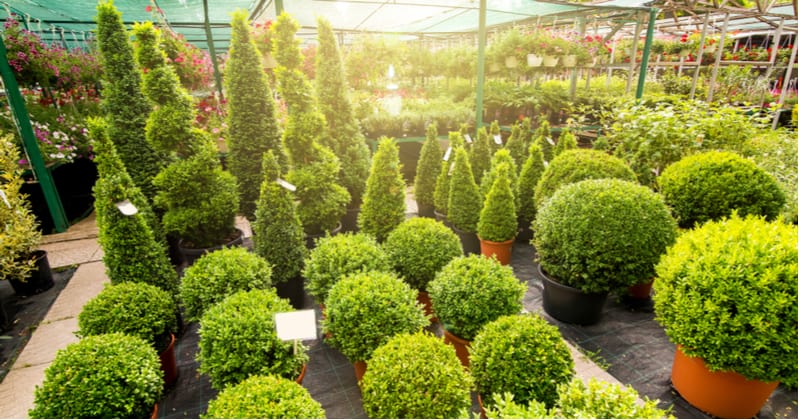 Buxus is perfect for using as topiary plants as well as small hedging. Learn how to plant and grow Buxus from choosing the right position to general care.