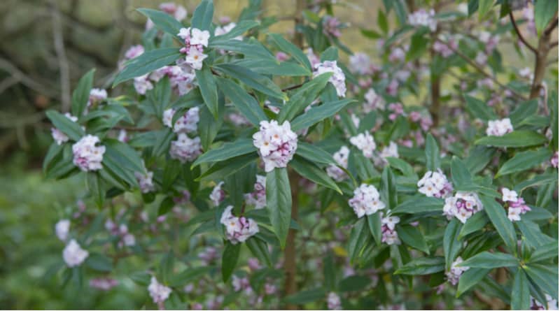 Daphne have a lot to offer from the flower in winter to sweet scent that makes them so popular. Plant shrubs in dappled shade. Learn how to grow Daphnes now.