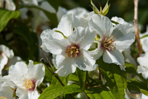 Philadelphus coronarius are good for planting to help the bees