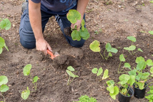 planting hollyhocks out