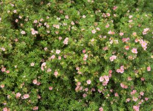 Potentilla hedge