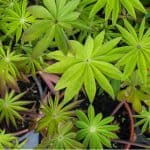 Propagating lupins by taking basal cuttings if an excellent way of getting new plants from your larger established Lupins. Learn when and how to take cuttings.