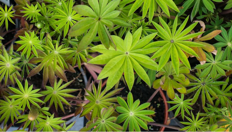 Propagating lupins by taking basal cuttings if an excellent way of getting new plants from your larger established Lupins. Learn when and how to take cuttings.