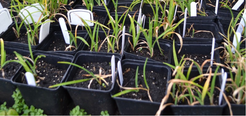 Growing daylilies from seed is an exciting way to grow daylilies and you get a different hybrid each time. Learn how to cross-pollinate, collect and sow seed.