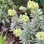 Pruning euphorbias is something all varieties benefit from with some types needing cutting to ground level while others need light trimming.