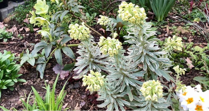 Pruning euphorbias is something all varieties benefit from with some types needing cutting to ground level while others need light trimming.