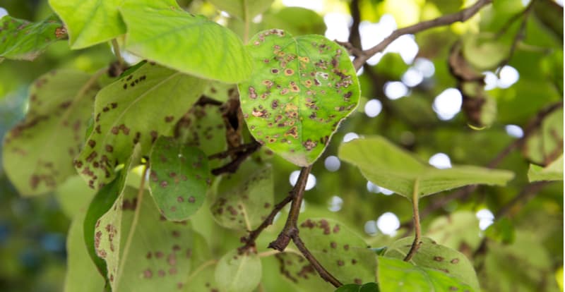 Quince tree blight is a disease that effects quince and is caused by Diplocarpon mespili. Causes black spots on leaves and can also effect fruit. How to treat