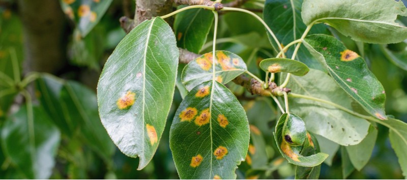 Rust is a fungal disease that attacks nearly all plants such as roses, shrubs, perennials, vegetables and fruit. Learn how to help prevent rust and treat it.