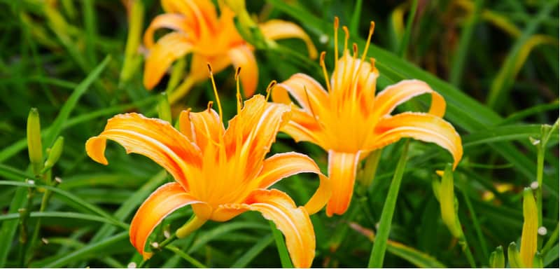 There are many reasons Daylilies (Hemerocallos) may stop or not even start flowering in the first place. One cause is Hemerocallis gall midge