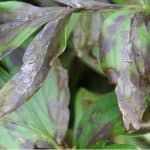 If the leaves on your peony are starting to wilt and the buds are failing to open the likely cause if peony wilt. Learn how to treat and help prevent this disease.
