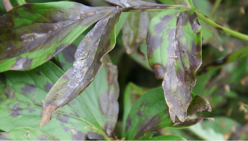 If the leaves on your peony are starting to wilt and the buds are failing to open the likely cause if peony wilt. Learn how to treat and help prevent this disease.