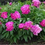One common issue with peonies is failing to flower. In this guide, we look at 10 reasons your peony is not flowering from environmental reasons to diseases