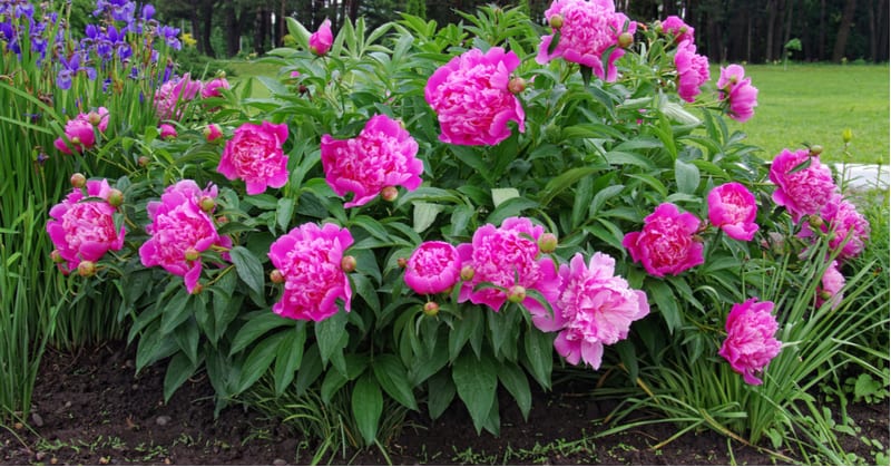 One common issue with peonies is failing to flower. In this guide, we look at 10 reasons your peony is not flowering from environmental reasons to diseases