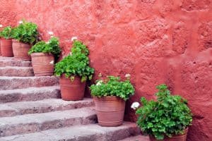 When and how to divide hardy geraniums - step by step | Pyracantha.co.uk