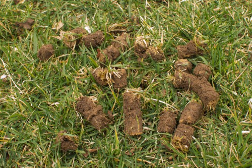 Cores removed from lawn with lawn aerator