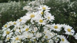 Aster Amellus