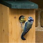 Get a unique look into the lives of our feathered friends in your garden with the best bird box cameras. We compare 5 complete setups with everything you need to get started.