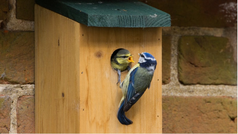 wired bird box camera