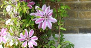 North facing walls are somewhat shady and can be difficult to grow clematis up but there are a few clematises that will thrive on a north-facing wall