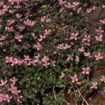 North facing walls are somewhat shady and can be difficult to grow clematis up but there are a few clematises that will thrive on a north-facing wall