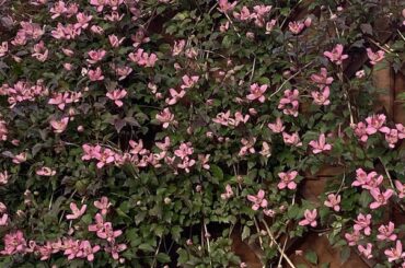 North facing walls are somewhat shady and can be difficult to grow clematis up but there are a few clematises that will thrive on a north-facing wall