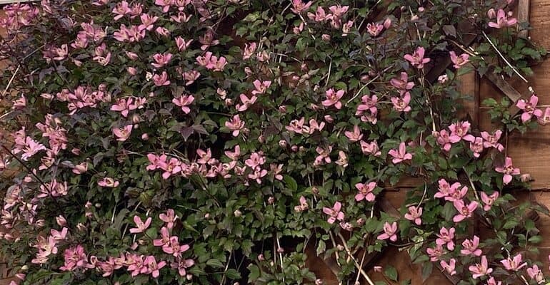 North facing walls are somewhat shady and can be difficult to grow clematis up but there are a few clematises that will thrive on a north-facing wall