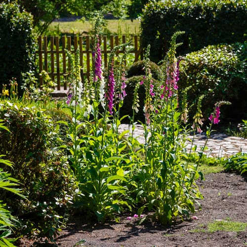 Caring for foxgloves