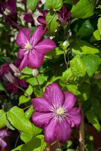 Clematis Royal Velours