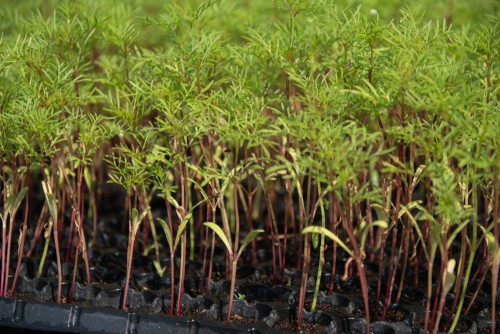 Cosmos in modular seed tray