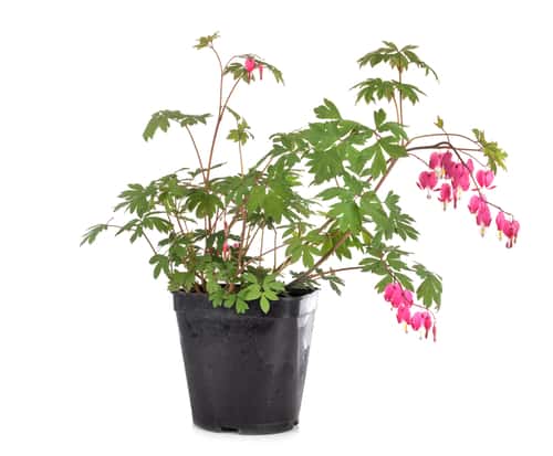 bleeding hearts in a pot