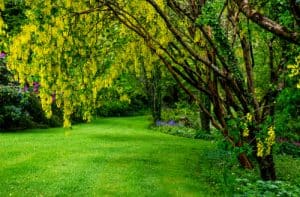 Growing Laburnum trees