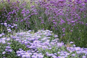 Growing Verbena bonariensis