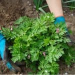 Dicentra also is known as the bleeding heart prefers a shaded position with moist soil. Learn how to plant bleeding hearts, general care and growing tips.
