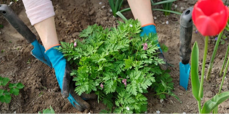 Dicentra also is known as the bleeding heart prefers a shaded position with moist soil. Learn how to plant bleeding hearts, general care and growing tips.