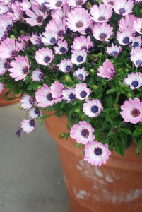 Growing osteospermum in pots