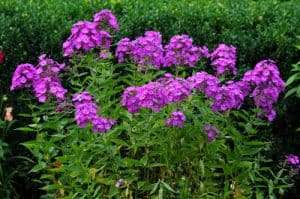 Growing phlox