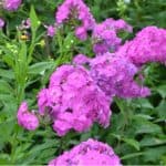 Phlox plants are best divided every few years so in his guide we look at how and when to divide them to get the most out of them and how to keep them flowering