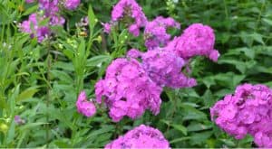Phlox plants are best divided every few years so in his guide we look at how and when to divide them to get the most out of them and how to keep them flowering
