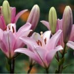 In general, you should deadhead lily plants as they flower and not let them go to seed as this takes energy away from the plant. Learn how to dead lilies now.