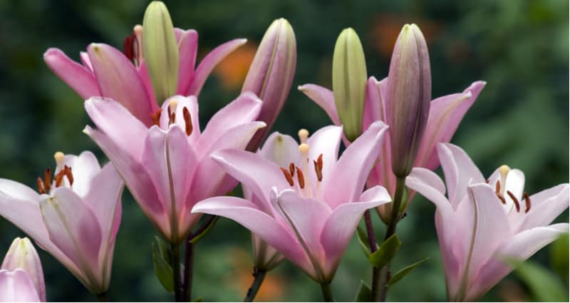 In general, you should deadhead lily plants as they flower and not let them go to seed as this takes energy away from the plant. Learn how to dead lilies now.