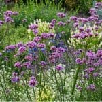 Verbena is a tall-growing perennial that is fairly easy to grow from seed and thrives in full sun or partial shade. Learn how to grow Verbena bonariensis