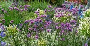 Verbena is a tall-growing perennial that is fairly easy to grow from seed and thrives in full sun or partial shade. Learn how to grow Verbena bonariensis